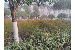 重庆大宝山公墓价格解析与选择指南